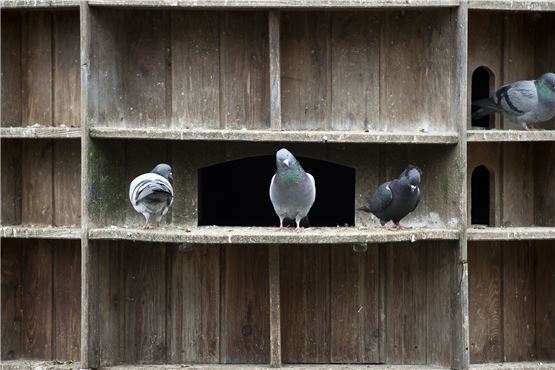 Deutscher Tierschutzbund erklärt Unnas Taubenstrategie für wirkungslos
