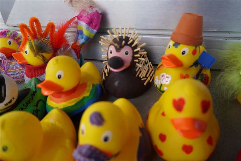 Gelber Schwarm auf dem Mühlbach: Die Piraten-Ente hat den Schnabel vorn
