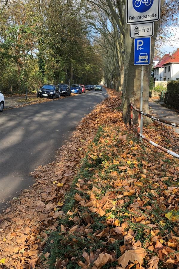 Illegale Müllentsorgung: Auf die Straße gekehrtes Laub gefährdet Radfahrer Teilweise mehrere Zentimeter hoch liegt das Laub der Platanen an der Platanenallee. Hier haben die Bäume ziemlich plötzlich viel Laub verloren, während es an anderen Stellen im Stadtgebiet eher ein Prozess über mehrere Wochen ist.