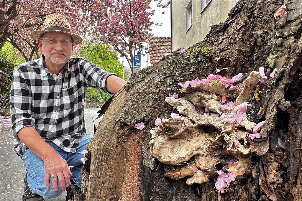 Anwohner besorgt um Kirschblüten: „Schöne Ansicht wird sich auflösen“ Thomas Welter sagt, dass die Kirschbäume bereits sehr alt und wohl von einem Pilz befallen seien. Welter steht neben einer Kirschblüte, die sichtlich von einem Pilz befallen ist.