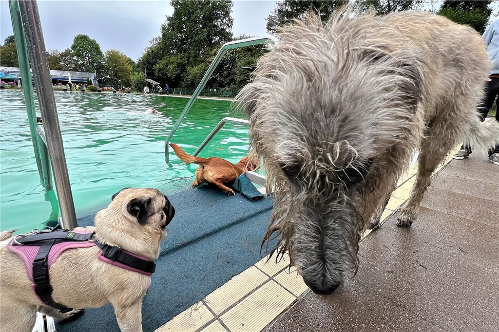 Plantschen, rutschen, springen: Hundeschwimmen im Freibad Dellwig Ein Mops neben einem Wolfshund.