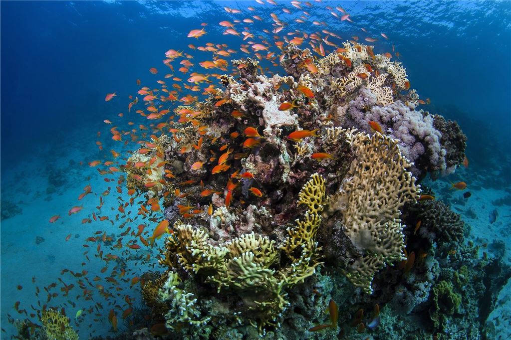 Korallenriffe und Hühnermist-Dünger: Unternehmen baut neue Werkshalle Um dem Korallensterben am Great Barrier Reef in Australien entgegenzuwirken, werden Reefbuds eingesetzt.