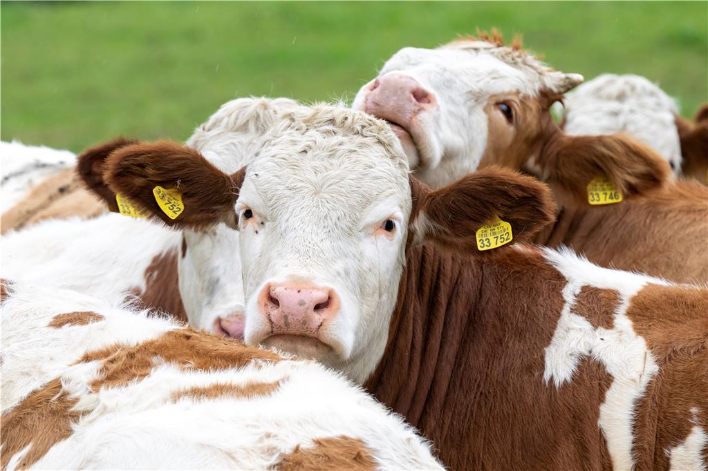 Maul- und Klauenseuche: Landwirte spüren Auswirkungen beim Verkauf Rinder auf einer Weide