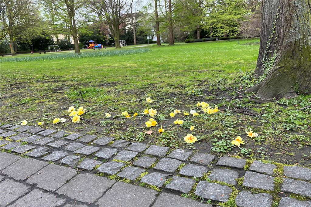 Poller, neue Schilder und 9000 Krokusse: Neues aus dem Kurpark Vandalismus lässt sich nur schwer vermeiden: Im Kurpark in Unna hat jemand Blüten abgerissen und am Weg verteilt.