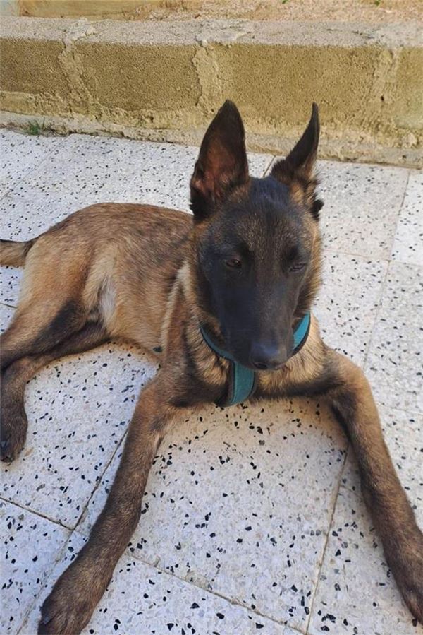 Tiertötungen in der Türkei schocken Fröndenbergerin Ein kleiner Malinois-Welpe, der vom Verein Melek e.V. aufgepäppelt wird.