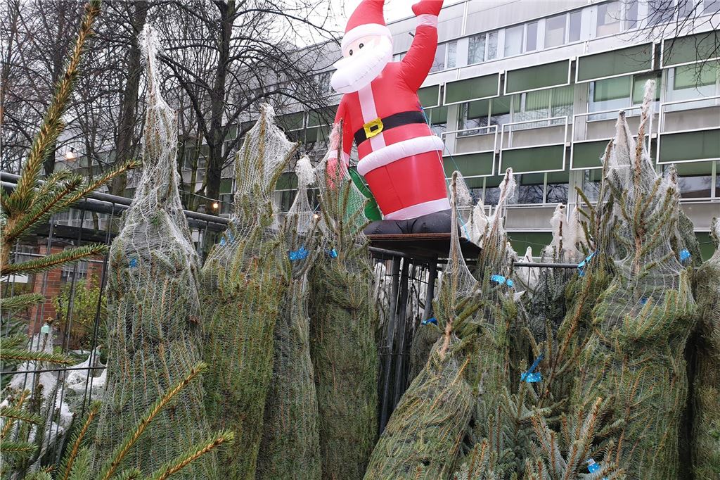 Das sagen Händler über das Geschäft mit den Weihnachtsbäumen Eingepackte Weihnachtstannen stehen auf dem Sonnenplatz in Dortmund bei Appelbaum's Erzeugnisse