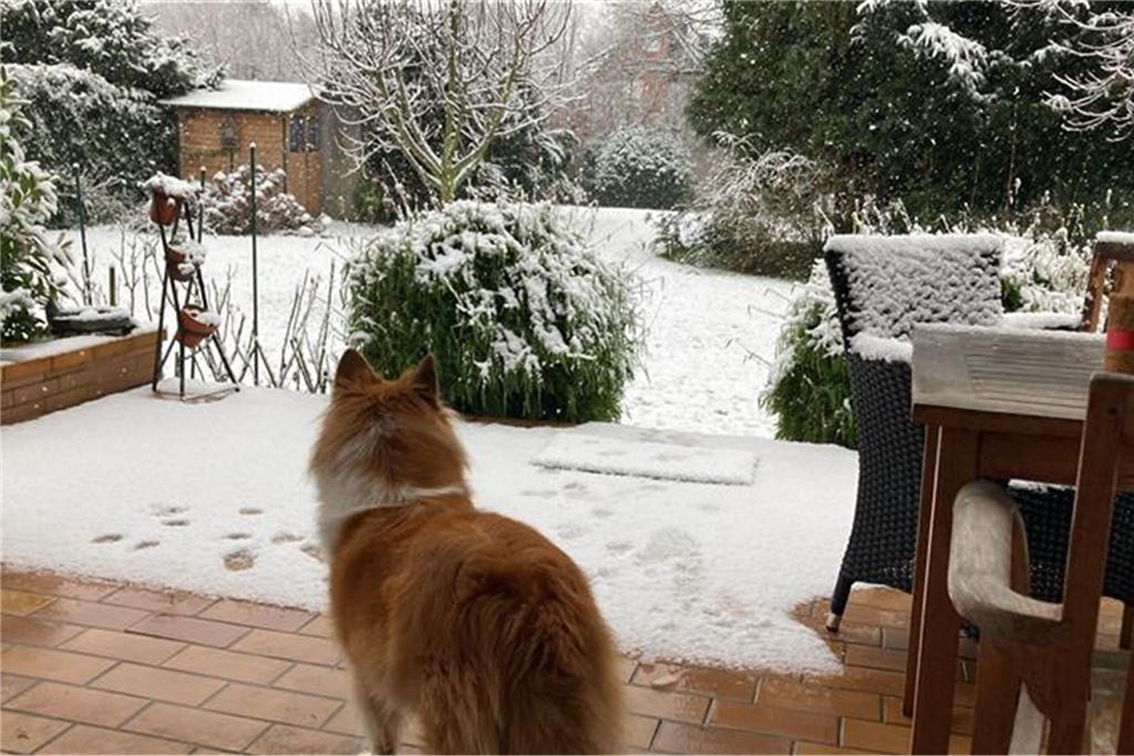 Weniger schneebegeistert zeigt sich dieser Hund in Unna-Massen. Er beobachtet die "weiße Wiese" von der trockenen Terrasse.