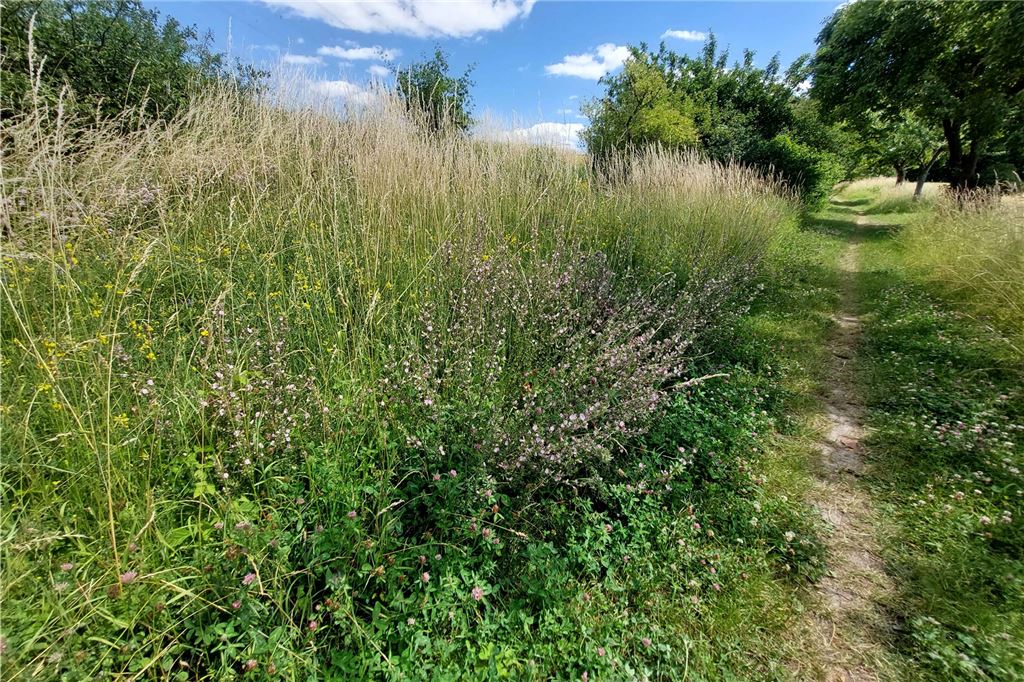 Andreas Förster: Feldweg in Unna ist wertvoller als „Blühstreifen-Hype“ Wer das Feldwegbiotop kennenlernen möchte, kann einen malerischen Wanderweg gehen - bitte auf dem Weg bleiben, nichts pflücken, Hunde anleinen und ihre „Hinterlassenschaften“ einsammeln.
