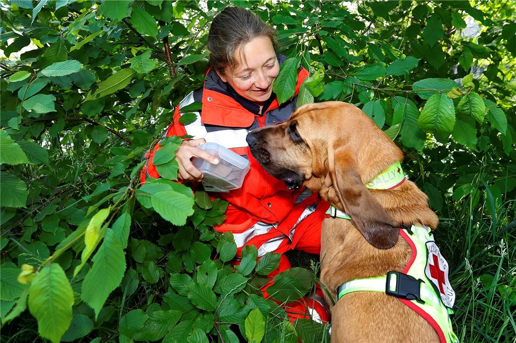 Steuersätze für 2025: Komplizierter, aber hoffentlich nicht härter Eine Hundeführerin des Roten Kreuzes lobt ihren Hund im Gebüsch sitzend für seine Arbeit.