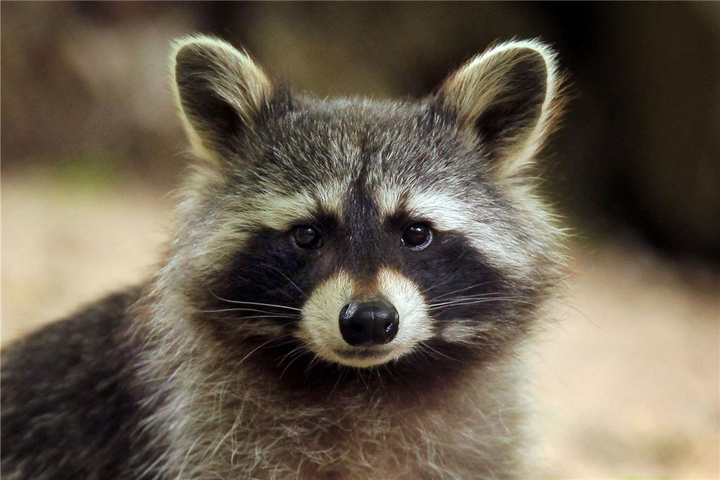 Staupegefahr im Westen der Stadt: Kranker Waschbär aufgefallen Ein Waschbär schaut in die Kamera.