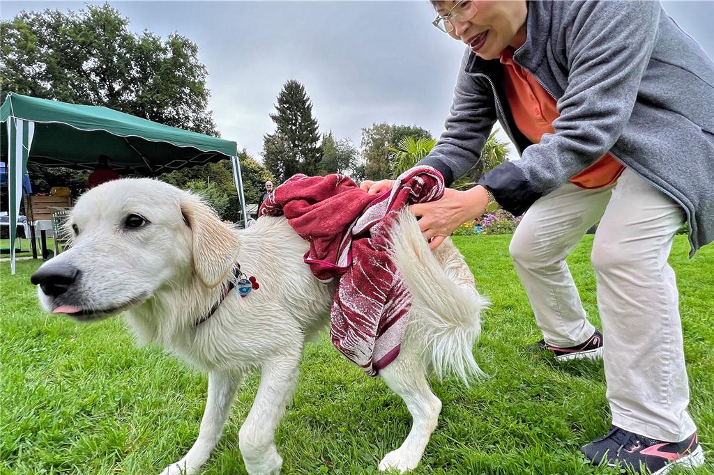 Plantschen, rutschen, springen: Hundeschwimmen im Freibad Dellwig Eine Frau trocknet ihren Hund ab