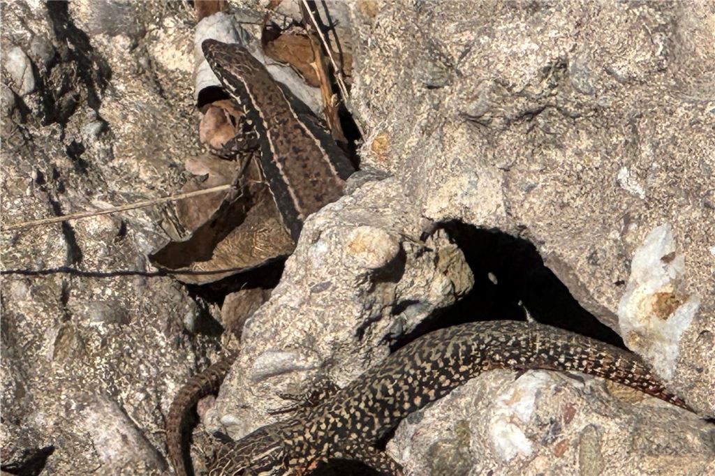 Bau der Hörder Südspange: Geschütze Tierart auf Phoenix-West entdeckt Zwei Mauereidechsen in einem Steinhaufen auf Phoenix-West.