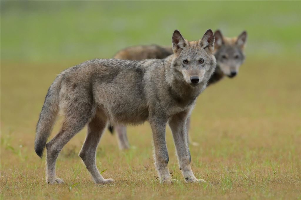 Wolf wird in Nachbarkreis Soest sesshaft: „Geht Mensch aus dem Weg“ Zwei Wolfswelpen stehen auf einem Feld in der Oberlausitz.