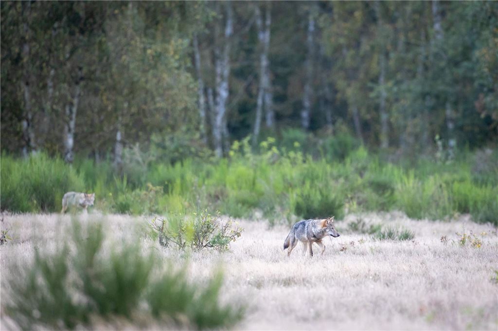 Wolf wird in Nachbarkreis Soest sesshaft: „Geht Mensch aus dem Weg“ Zwei Wolfswelpen streifen durch ihr Revier, hier allerdings nicht in Westfalen, sondern in der Döberitzer Heide.